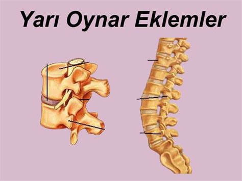 yarı oynar eklem nerede bulunur